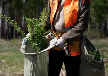 tree survey tree survey